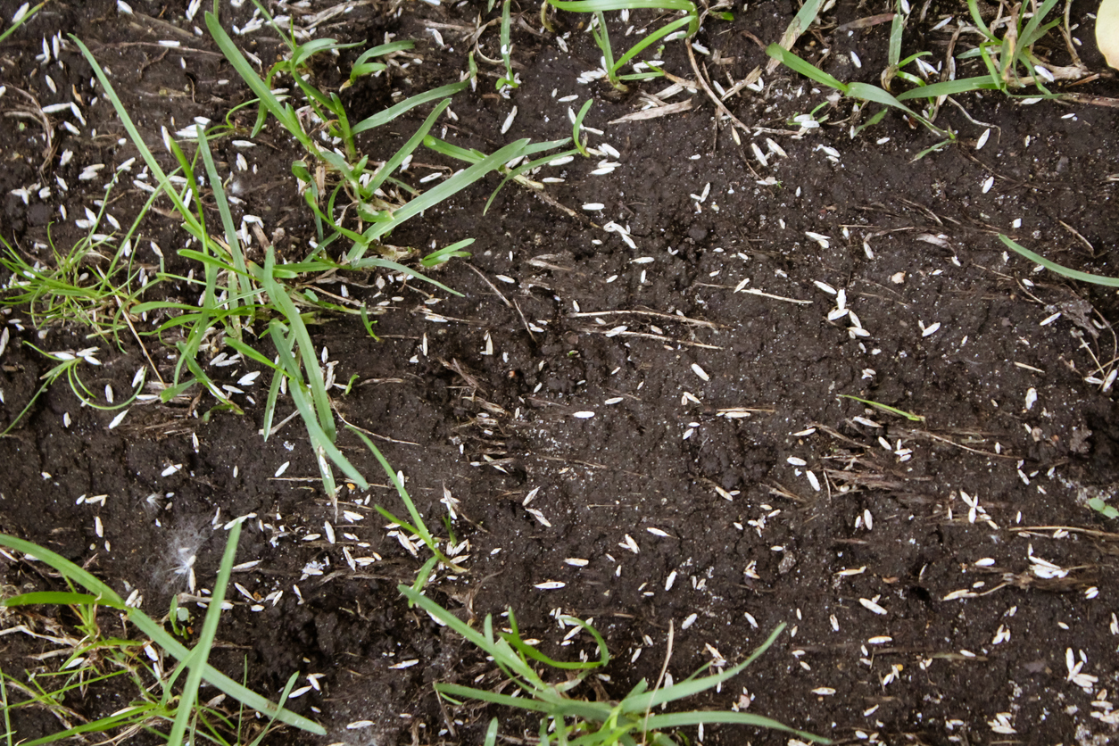 lawn overseeding service offered by Twins Lawn Service in Worcester County